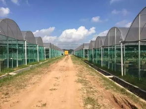 懷化共享農業最強音 葡萄免費吃三年，顛覆傳統農業震撼來襲