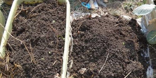 幾個小動作，讓貧瘠板結的舊土回魂，勝過高價營養土