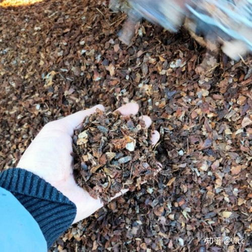 泥炭、椰磚、營養土、顆粒土、黑土 常見種植基質比較