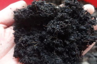 為何要施用生物菌肥？龍燈為您解答營養土的奧秘