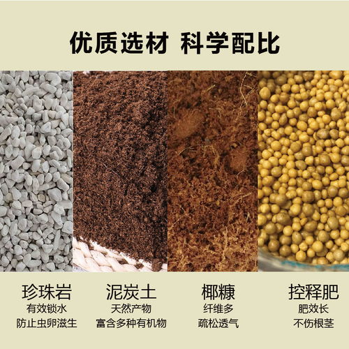 衛生間適合種植的幾種花草 清新空氣，無需陽光，營養土培植更佳